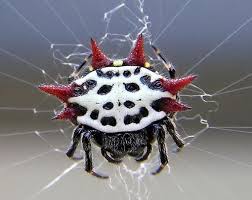 Kết quả hình ảnh cho hình ảnh nhện