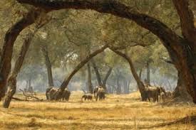 Chikwenya Camp Mana Pools National Park Zimbabwe National Parks South Africa Travel Safari Lodge