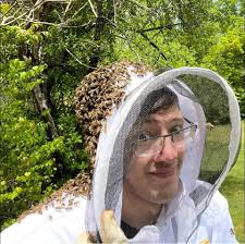 mysterious bee deaths and potential causes