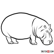 Draw two large ovals at the tip of the snout; How To Draw A Hippopotamus Wild Animals Sketchok