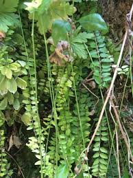 Image result for Asplenium emarginatum
