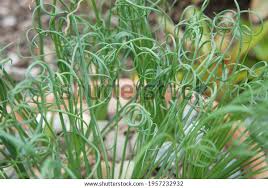 Image result for Cyperus spiralis