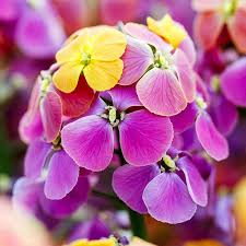 Image result for Eriospermum roseum