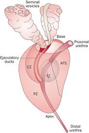 Image result for Prostate Anatomy