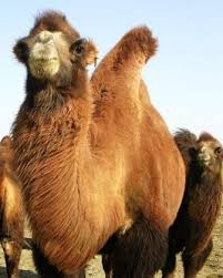 If a camel uses the fat inside the hump, the hump will become limp and droop down. Dreaming Of Danzan Ravjaa
