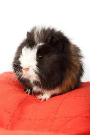 Guinea Pig Breeds Hair Types And Colors