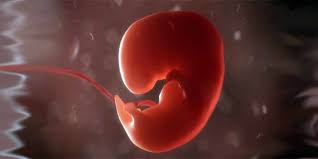 Lies hier, was bei den tests passiert und was sich in deinem körper und beim baby tut. 5 Ssw Was Passiert In Der 5 Schwangerschaftswoche Papa De