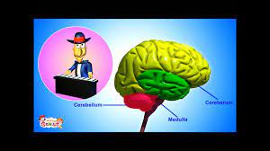 The central nervous system and the peripheral nervous system. The Nervous System Animation Video For Kids From Www Makemegenius Com Youtube