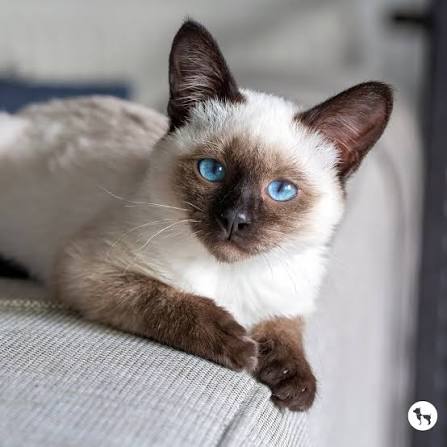 Siamese Cat