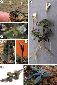 Image result for Spigelia