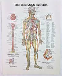 Vintage The Anatomical Chart Series Book Print 1988 The Nervous System Ebay