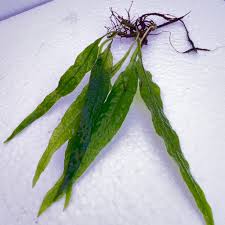 Image result for Microsorum