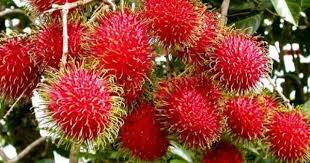 artikel budidaya tanaman rambutan di pot tanaman flora