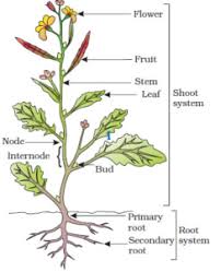 We did not find results for: Stem And Buds Characteristics Functions Its Types And Branching