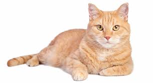 In order to choose good names for tabby cats, people often base their decision about a name on the pattern alone. Orange Tabby Cat Fascinating Facts About Orange Cats