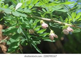 Image result for Ormocarpum