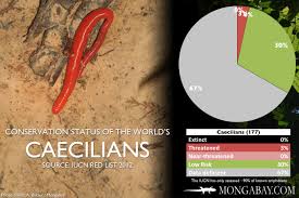 Chart The Worlds Most Endangered Caecilians