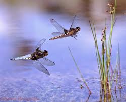 Black And Blue Widow Skimmer Dragonfly Danthelion Haiku And Poems Dragonfly Photography Dragonfly Photos Flying Photography