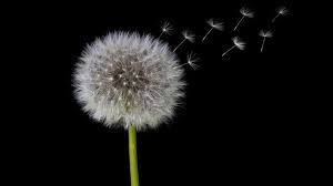 Many floom florists in san francisco offer same day flower delivery on selected bouquets, from mission district to pacific heights meaning it's even simpler for you to send the perfect flowers in an instant. These Are The Top European Startup Accelerators 2018