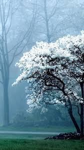Bare tree and desert wallpaper, bald tree under. 100 Beautiful Nature Wallpapers For Iphone 11 In 2021 Wallpaper Nature Flowers Nature Wallpaper Beautiful Nature Wallpaper Hd