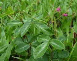 Image result for Desmodium