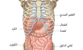 اين يوجد الكبد في جسم الانسان بالصور موقع الكبد في الجسم