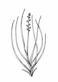 Image result for Juncaginaceae