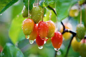 We did not find results for: Fruit Bodhi Bodhi Fruit Sweet And Sour Food And Drink Food Healthy Eating Leaf Freshness Plant Part Pxfuel
