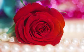 20.5'' square footage per unit: Red Rose Hd Wallpapers Wallpaper Cave