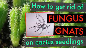 What are the best ways to get rid of if you're not willing to treat the infestation properly, the best move is to get rid of the cactus as soon as possible. How To Get Rid Of Fungus Gnats On Cactus Seedlings San Pedro Peyote Etc Youtube