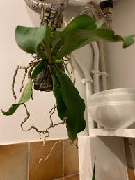 Image result for Aerangis kotschyana