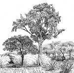 Image result for Marquesia