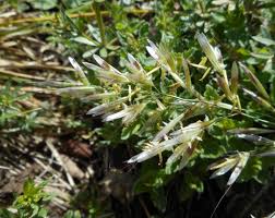 Image result for Daknopholis