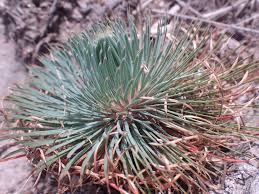 Image result for Psammotropha myriantha