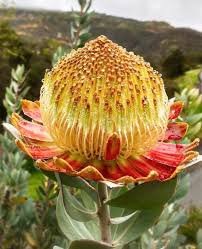Image result for Protea welwitschii × angolensis