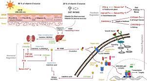 Exploring Vitamin D Metabolism And Function In Cancer Experimental Molecular Medicine