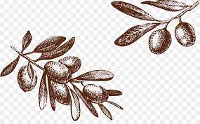 Olive Drawing Photography Illustration Olive Tree Png Is About Is About Food Organism Olive Dra Drawings Photography Photography Illustration Tree Support