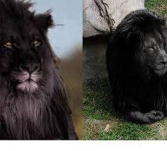 Black Lions Tumblr Black Lion Animals Beautiful Lion