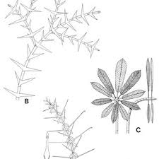 Image result for Sericanthe leonardii