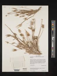 Image result for Dactyloctenium geminatum