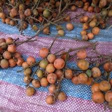 Image result for Cola lateritia