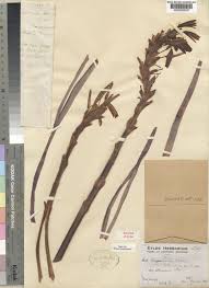 Image result for Aloe inyangensis