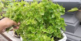 Lebih dari itu, daun sirih memiliki manfaat lainnya untuk kesehatan. Tumbuhan Ini Dianggap Gulma Ternyata Kaya Manfaat Mongabay Co Id Mongabay Co Id