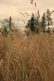 Wistfullycountry In The Tall Tall Grass I Got Tall Grass Field Aesthetic Grass Photography