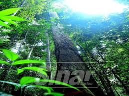Pokok tropika terpanjang kedua di dunia ditemui di sabah, malaysia. Menghadam Sejarah Silam Menjiwai Alam