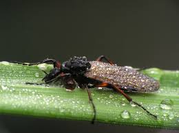 Longhorn termite & pest control performs lawn care services for residents of azle, tx and surrounding communities. Pest Control Pest Control Service Arlington Texas