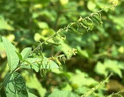 Image result for Desmodium subsecundum