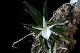 Image result for Angraecum sacciferum
