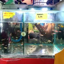 Bandung adraquatic (152) tambah ke wishlist. Jual Ikan Hias Manado