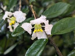 Image result for Malpighia coccigera